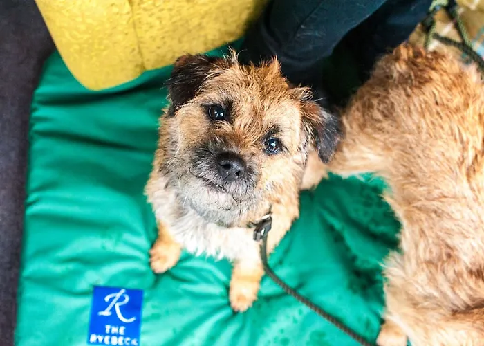 Bed & Breakfast The Ryebeck